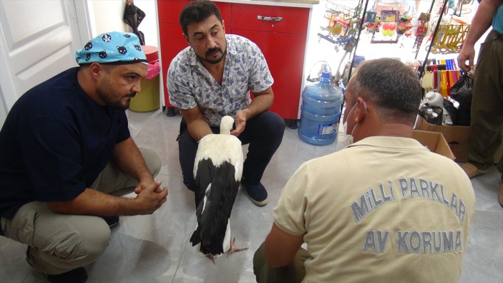 Mersin'de Uçamayan Leylek Yavrusu Tedavi Edildi