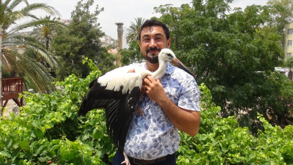 Mersin'de Uçamayan Leylek Yavrusu Tedavi Edildi