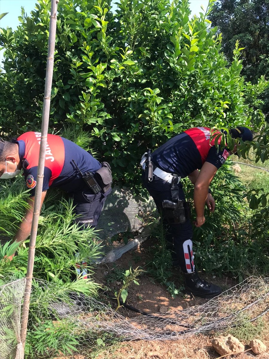 Limon Bahçesinde Kenevir Yetiştiren Şüpheli Gözaltına Alındı