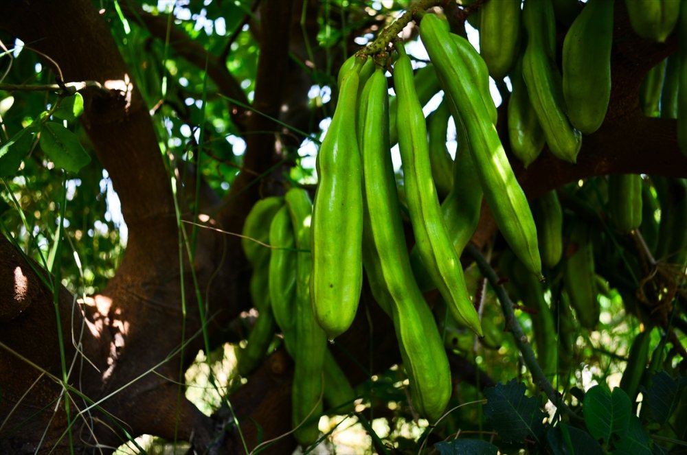 Düşük Maliyetli Keçiboynuzu, Üreticisinin Yüzünü Güldürüyor