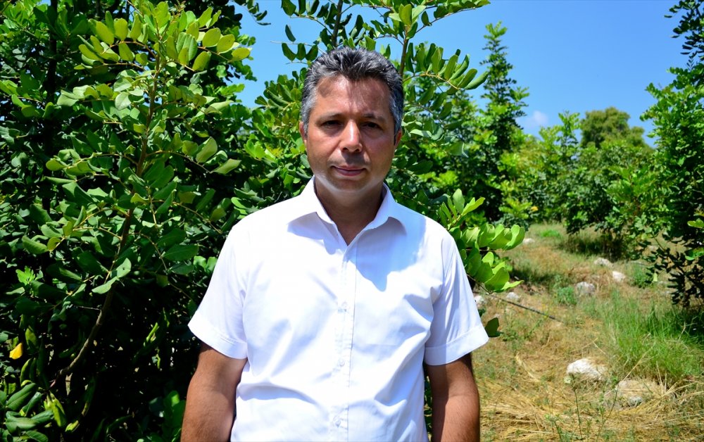 Düşük Maliyetli Keçiboynuzu, Üreticisinin Yüzünü Güldürüyor