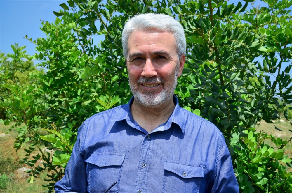 Düşük Maliyetli Keçiboynuzu, Üreticisinin Yüzünü Güldürüyor