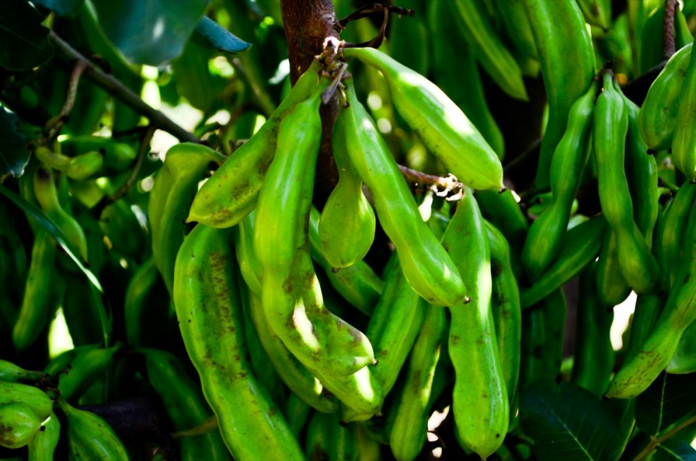 Düşük Maliyetli Keçiboynuzu, Üreticisinin Yüzünü Güldürüyor