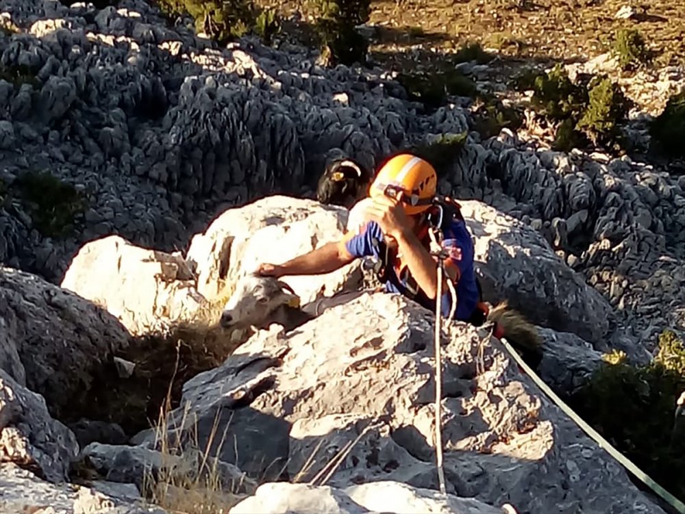 Konya'da mahsur kalan keçileri AFAD kurtardı