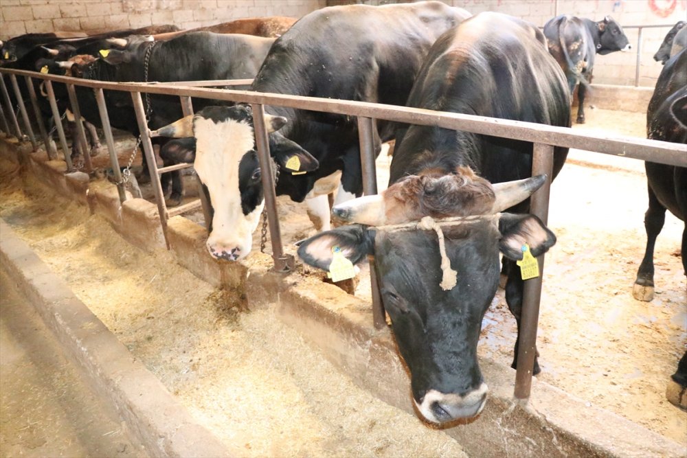 Niğde'de Kurban Kesiminde 