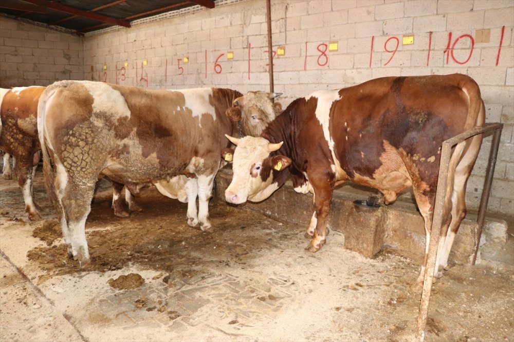 Niğde'de Kurban Kesiminde 