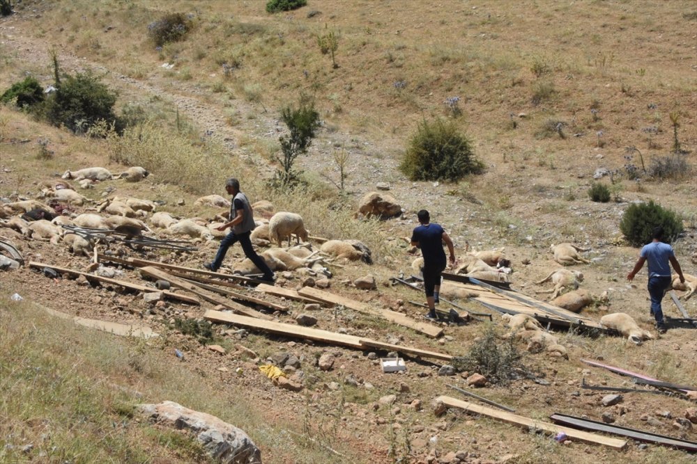 Devrilen Kamyonda 100'e Yakın Koyun Telef Oldu