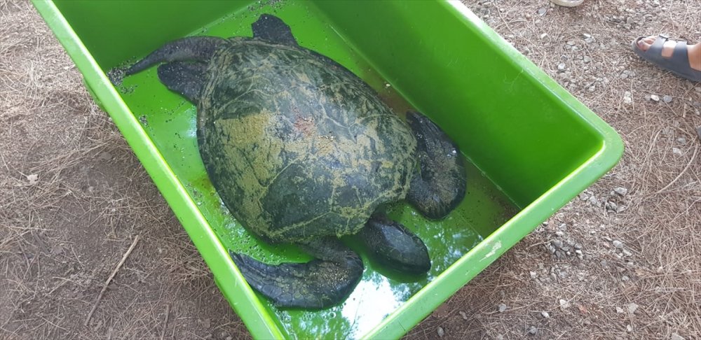 Yardım Edilmek İstenen Yeşil Deniz Kaplumbağası Telef Oldu
