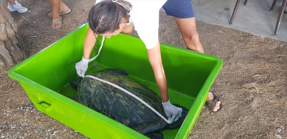 Yardım Edilmek İstenen Yeşil Deniz Kaplumbağası Telef Oldu