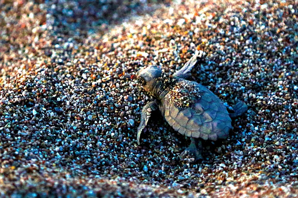 Antalya'da Caretta Caretta Yavruları Denizle Buluştu