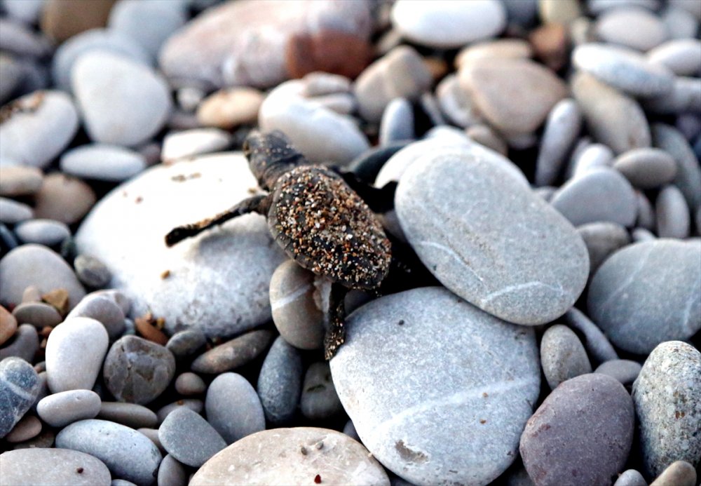 Antalya'da Caretta Caretta Yavruları Denizle Buluştu