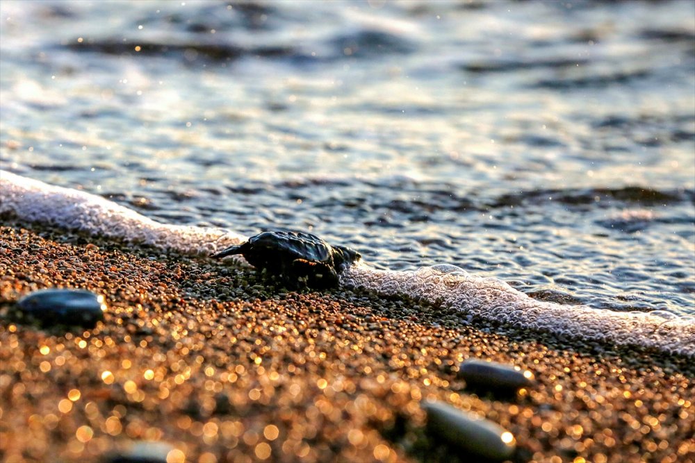 Antalya'da Caretta Caretta Yavruları Denizle Buluştu