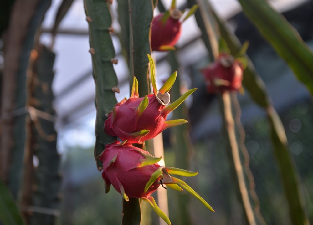 Ejder Meyvesi Üreticileri Satışlardan Memnun