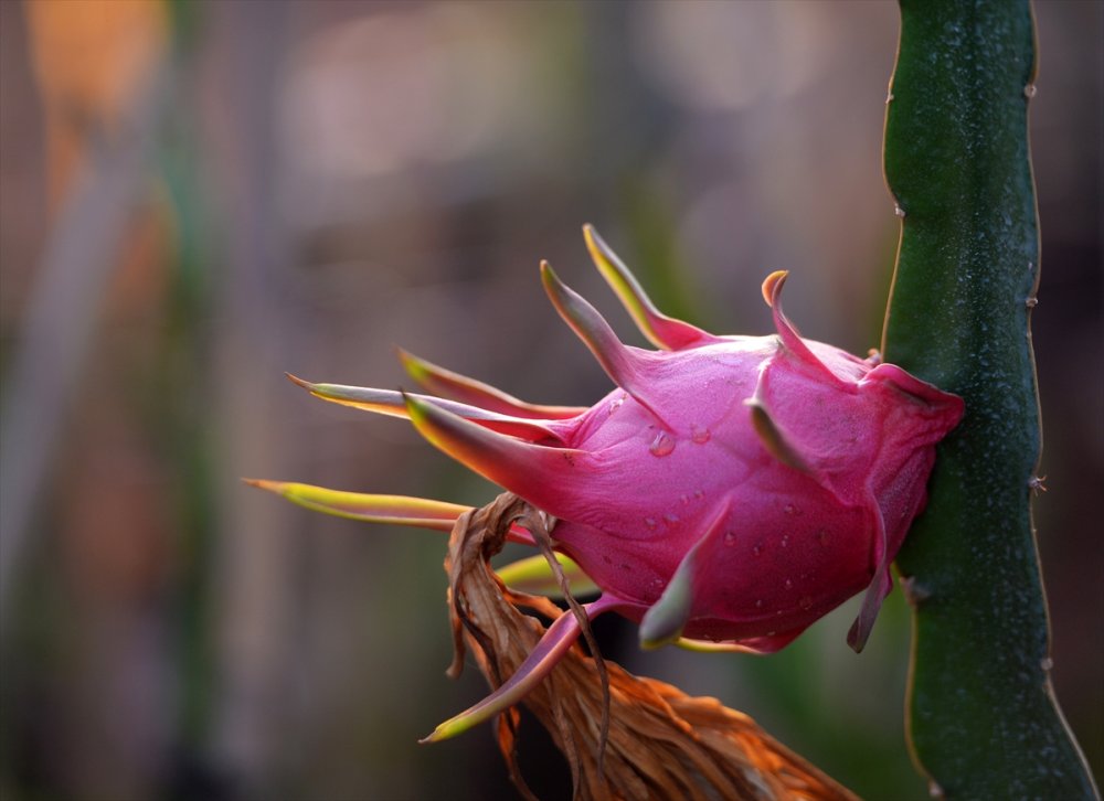 Ejder Meyvesi Üreticileri Satışlardan Memnun