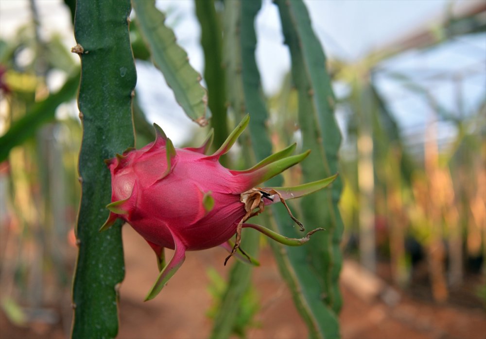 Ejder Meyvesi Üreticileri Satışlardan Memnun