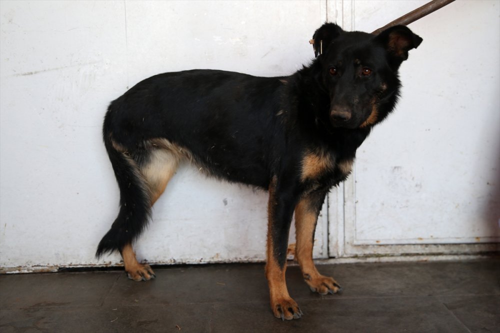 Trafik Kazası Mağduru Köpeklere Özenli Koruma