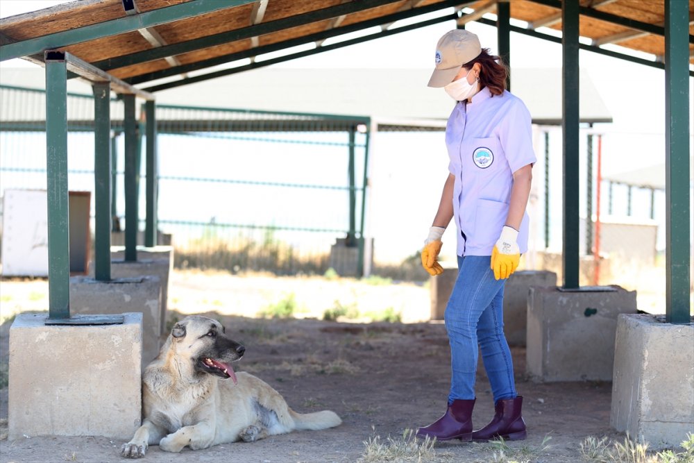 Trafik Kazası Mağduru Köpeklere Özenli Koruma