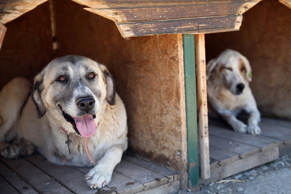 Trafik Kazası Mağduru Köpeklere Özenli Koruma
