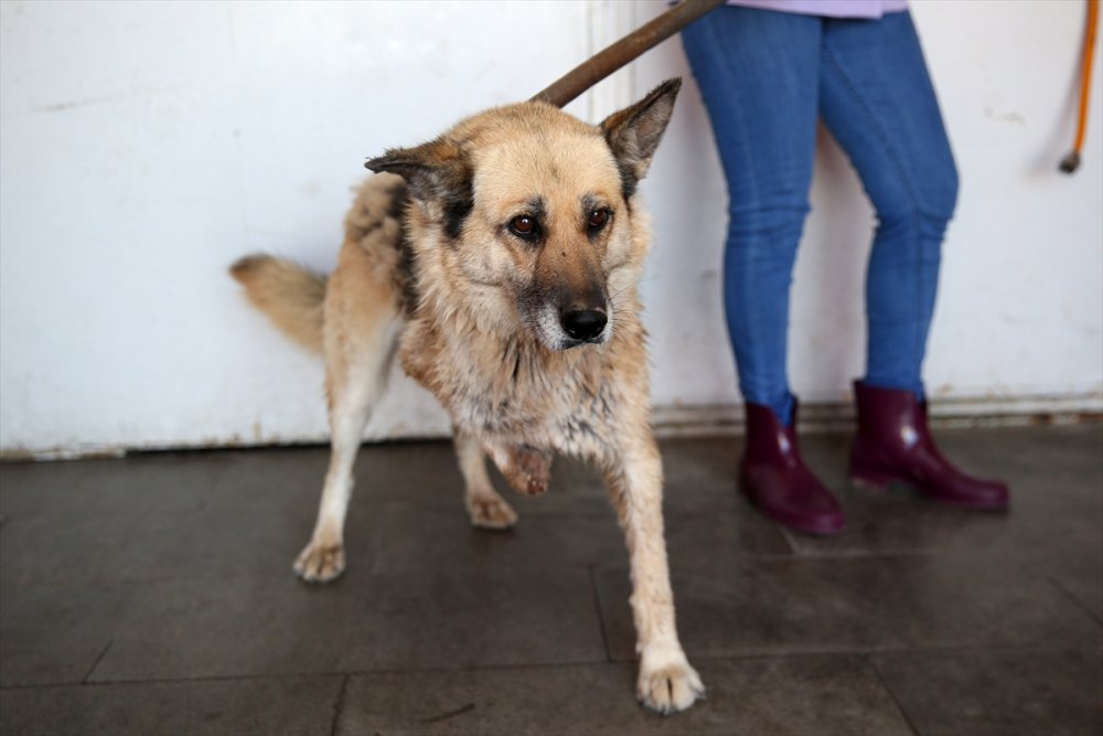 Trafik Kazası Mağduru Köpeklere Özenli Koruma