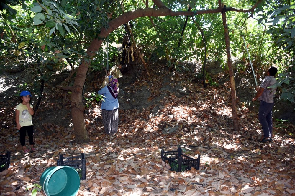 Avokadoda Hedef 70 Milyon Adet Üretim