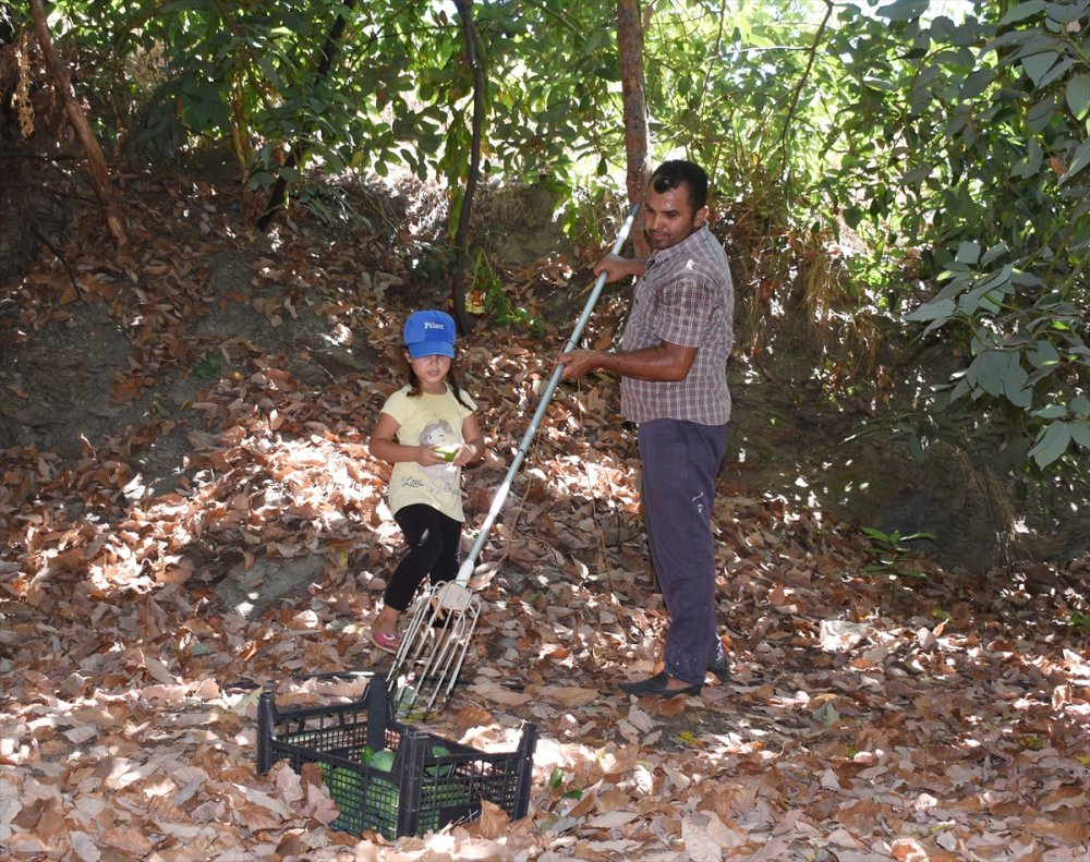 Avokadoda Hedef 70 Milyon Adet Üretim