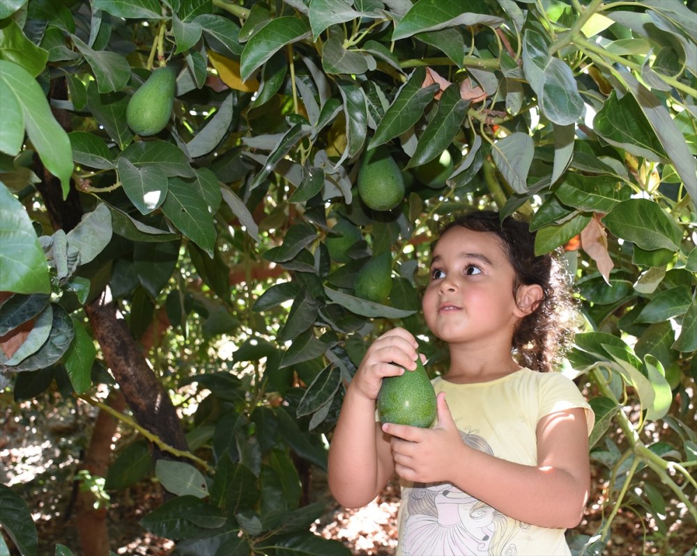 Avokadoda Hedef 70 Milyon Adet Üretim