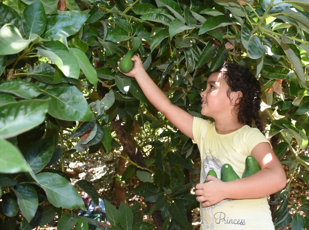 Avokadoda Hedef 70 Milyon Adet Üretim