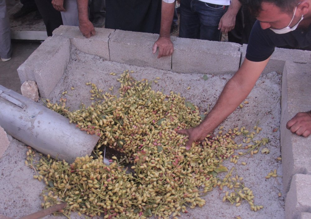 Mut'ta Antep Fıstığı Hasadı Başladı