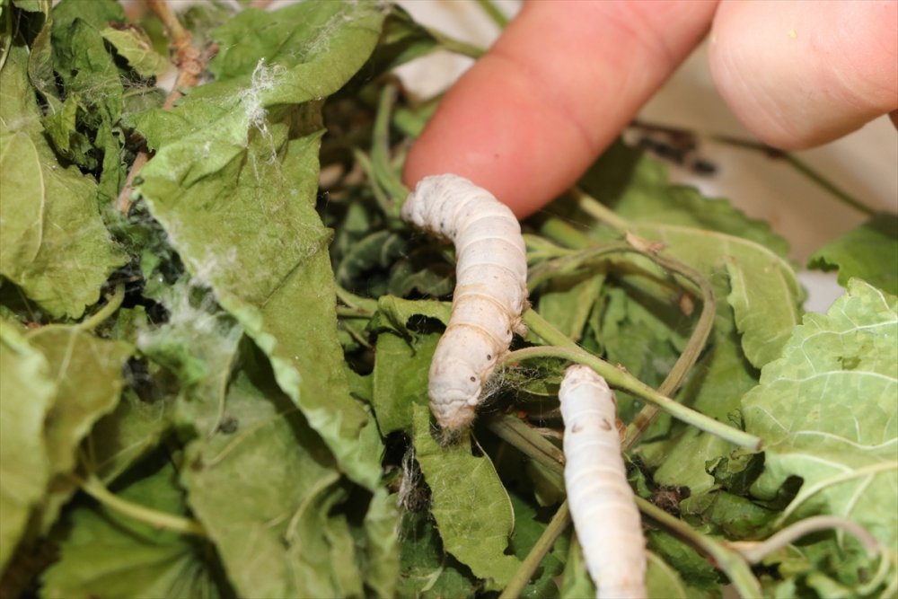 Başkent'in Hengamesinden Kaçıp Ermenek'te Üretici Oldular