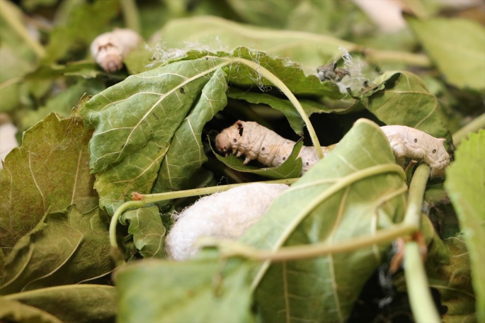 Başkent'in Hengamesinden Kaçıp Ermenek'te Üretici Oldular
