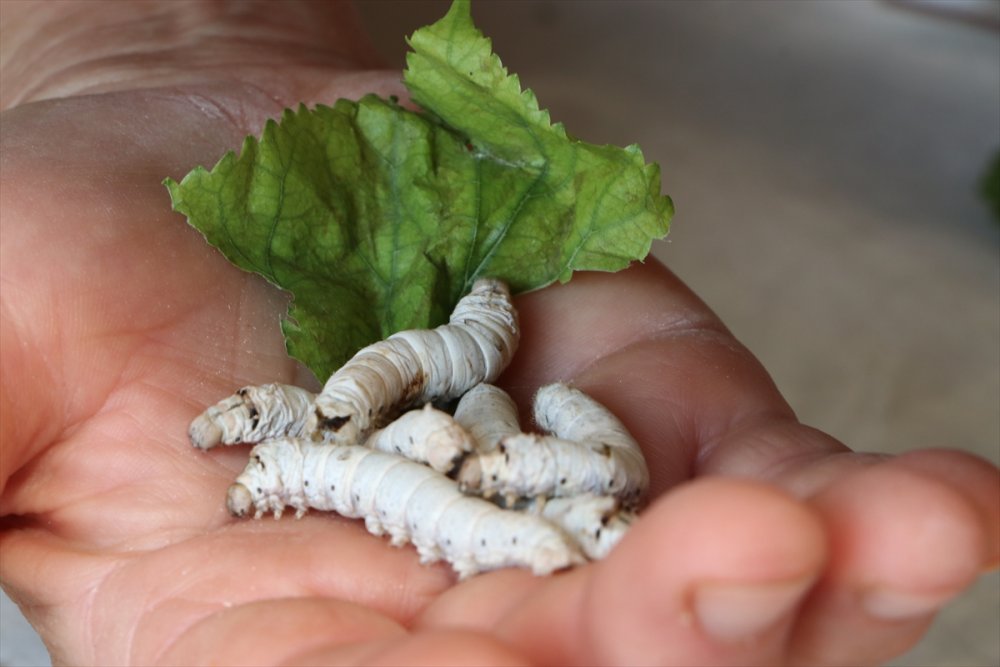 Başkent'in Hengamesinden Kaçıp Ermenek'te Üretici Oldular