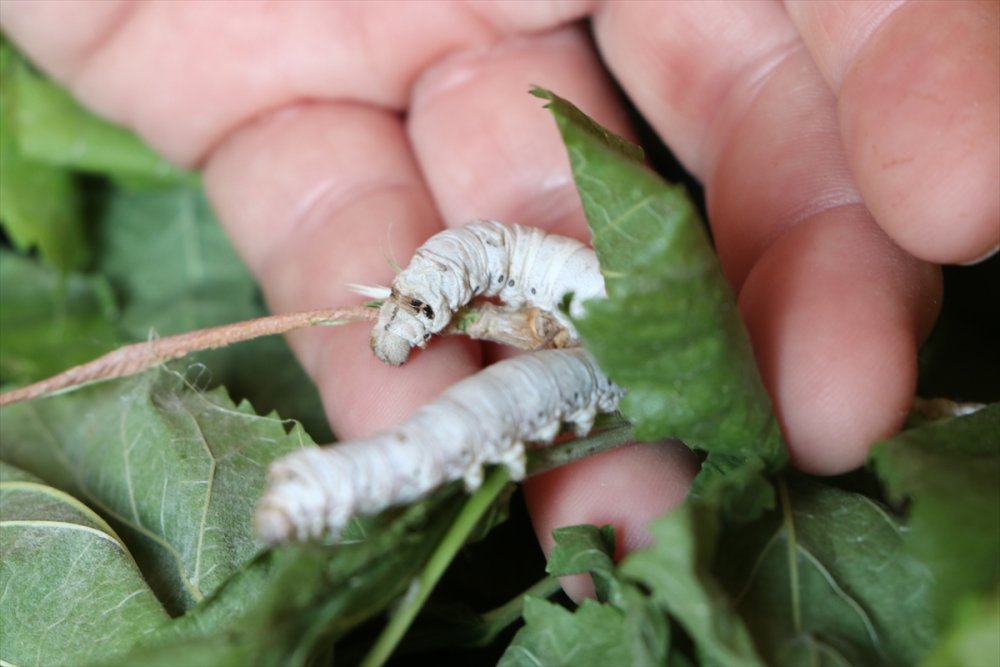 Başkent'in Hengamesinden Kaçıp Ermenek'te Üretici Oldular