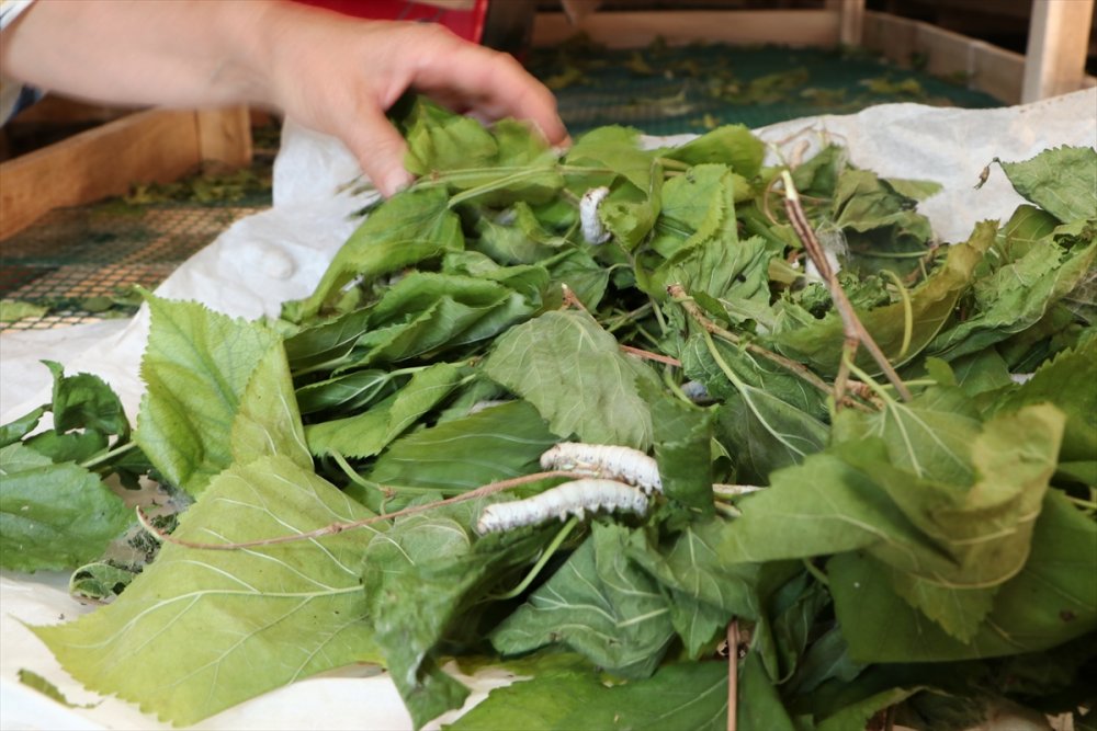Başkent'in Hengamesinden Kaçıp Ermenek'te Üretici Oldular