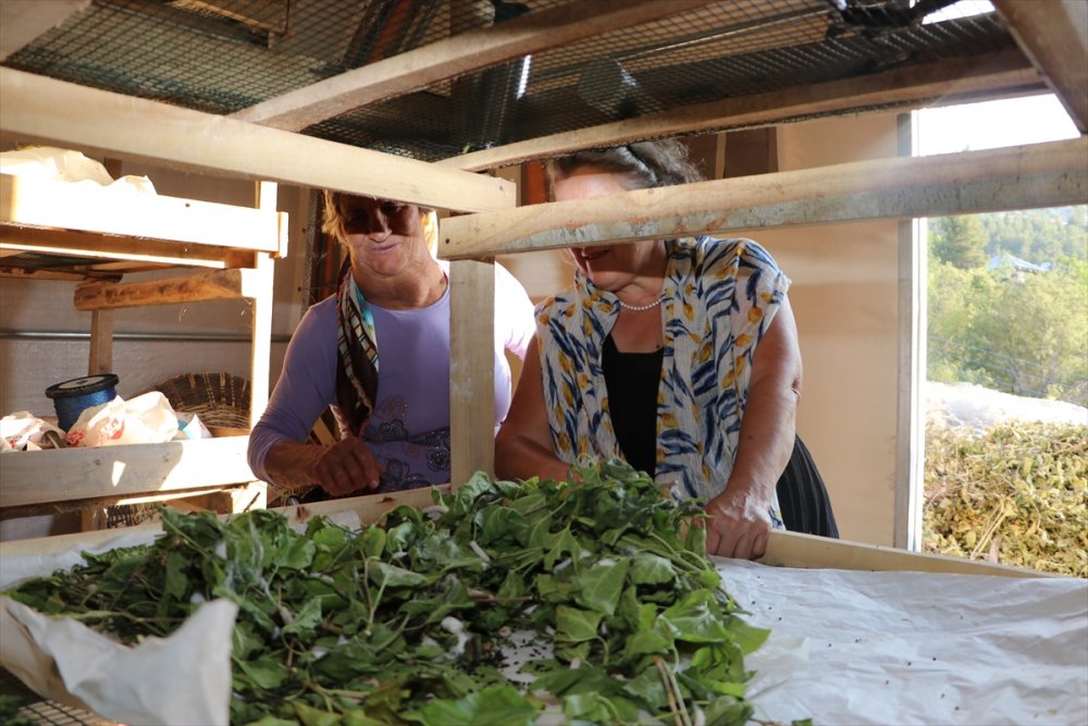 Başkent'in Hengamesinden Kaçıp Ermenek'te Üretici Oldular