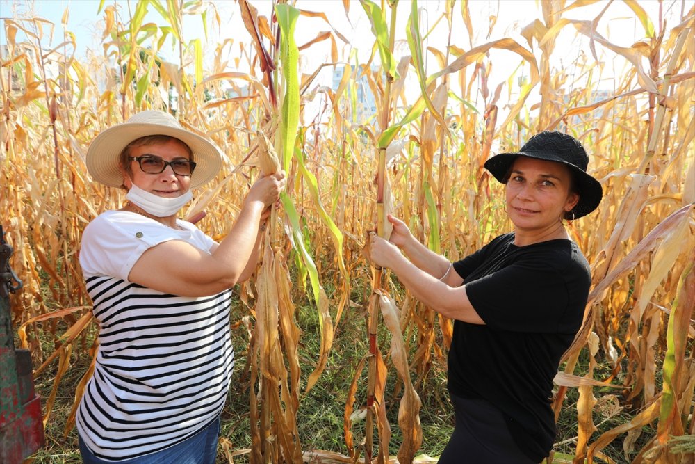 Mersin'de Boş Arsalara Ekilen Mısırların Hasadına Başlandı