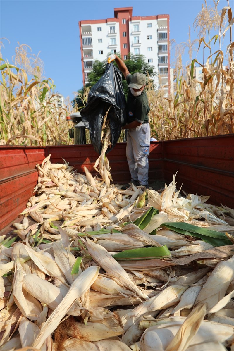Mersin'de Boş Arsalara Ekilen Mısırların Hasadına Başlandı