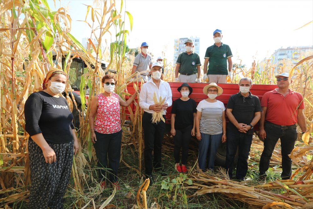 Mersin'de Boş Arsalara Ekilen Mısırların Hasadına Başlandı