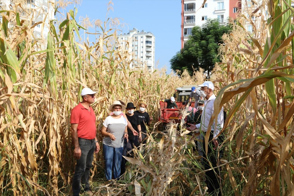 Mersin'de Boş Arsalara Ekilen Mısırların Hasadına Başlandı