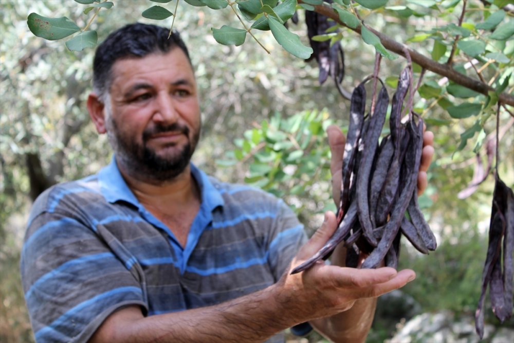 Mersin'de Keçiboynuzu Üreticisinden Hırsızlığa Karşı Evde Kurutma Önlemi