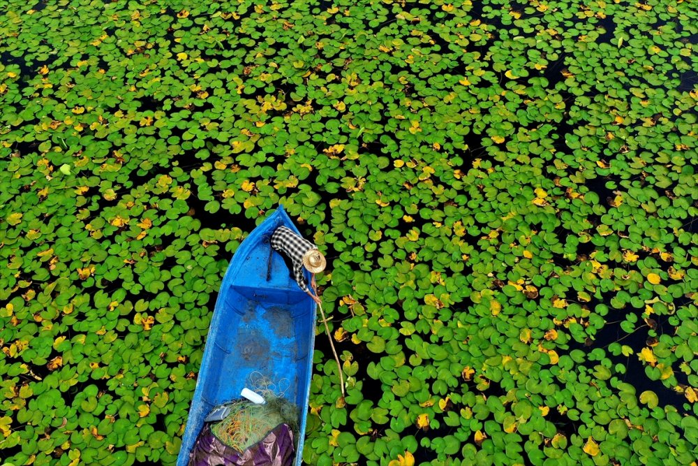 Eşsiz Güzelliğe Sahip Nilüferler Suda Görsel Şölen Sunuyor