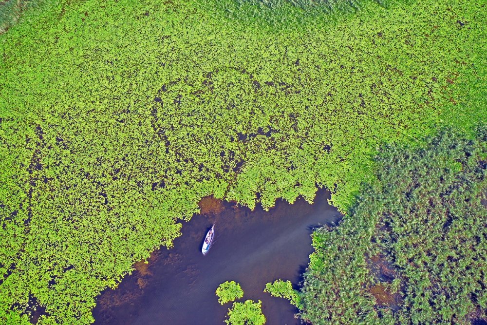 Eşsiz Güzelliğe Sahip Nilüferler Suda Görsel Şölen Sunuyor