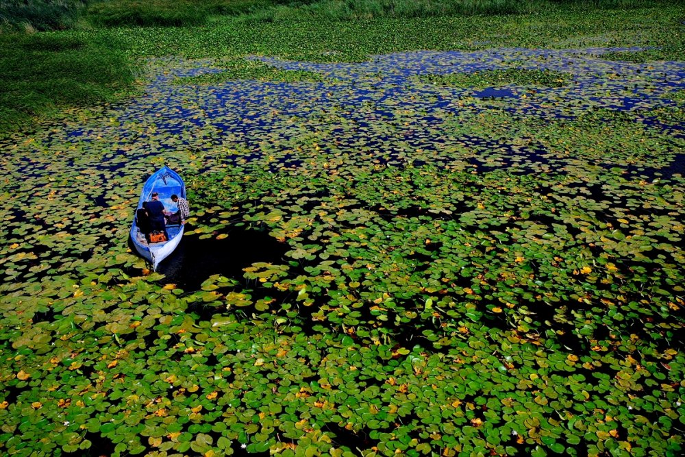 Eşsiz Güzelliğe Sahip Nilüferler Suda Görsel Şölen Sunuyor