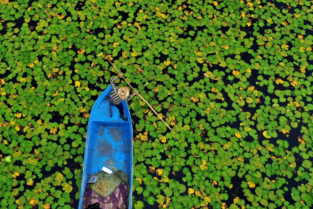Eşsiz Güzelliğe Sahip Nilüferler Suda Görsel Şölen Sunuyor