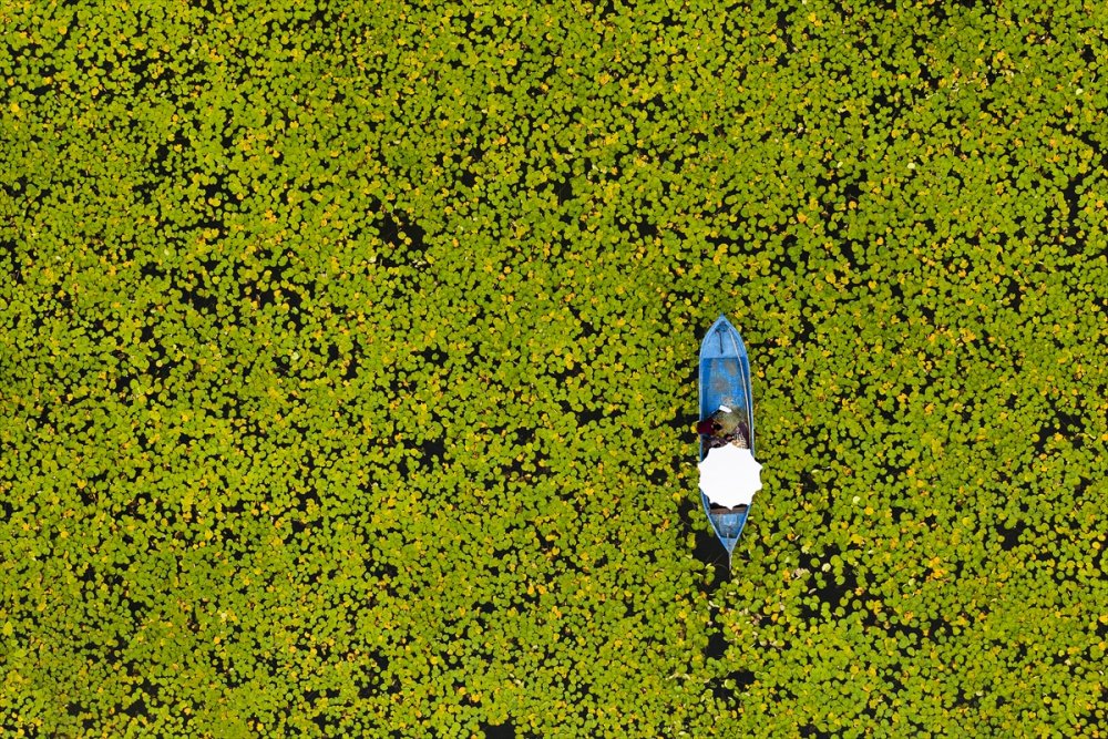 Eşsiz Güzelliğe Sahip Nilüferler Suda Görsel Şölen Sunuyor