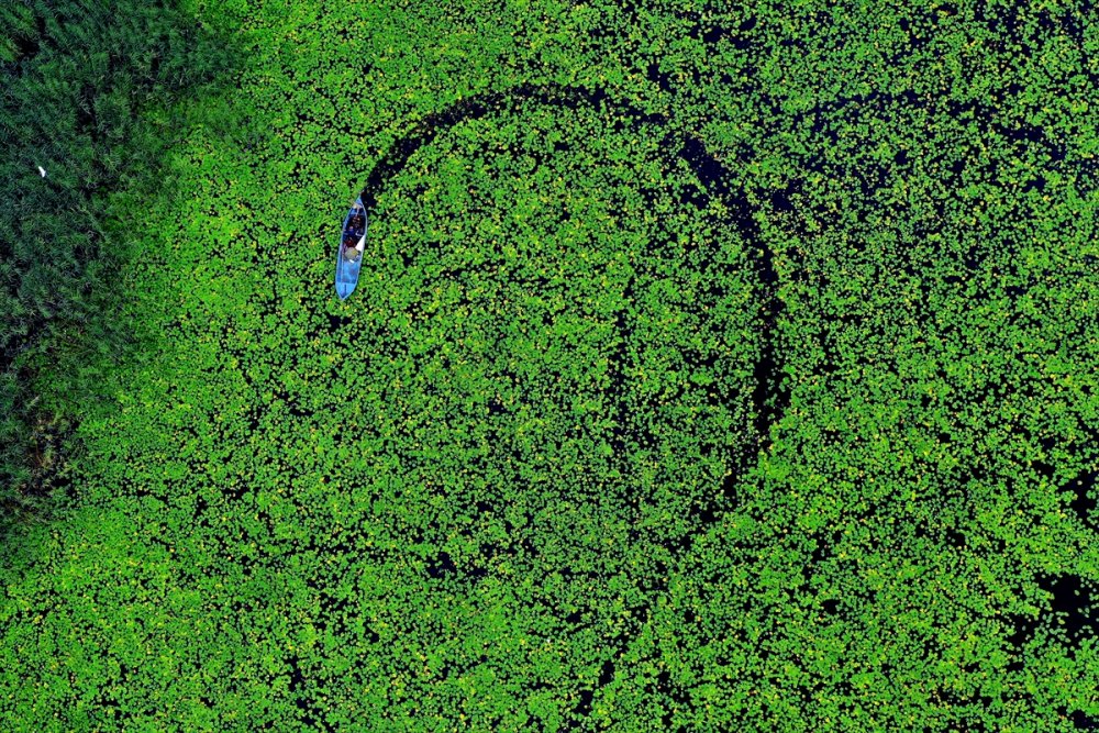 Eşsiz Güzelliğe Sahip Nilüferler Suda Görsel Şölen Sunuyor
