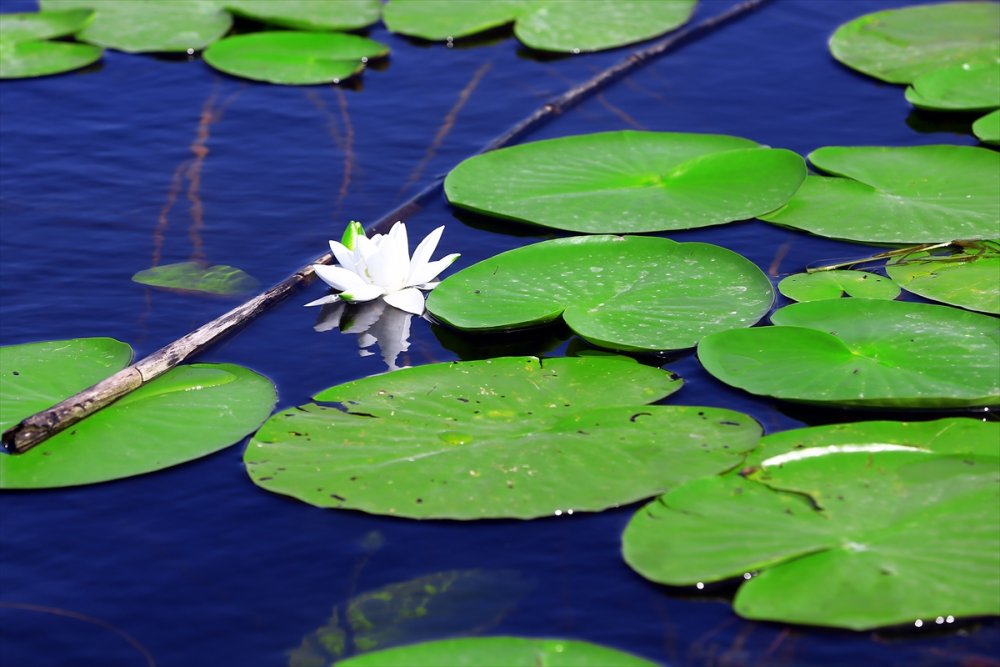 Eşsiz Güzelliğe Sahip Nilüferler Suda Görsel Şölen Sunuyor