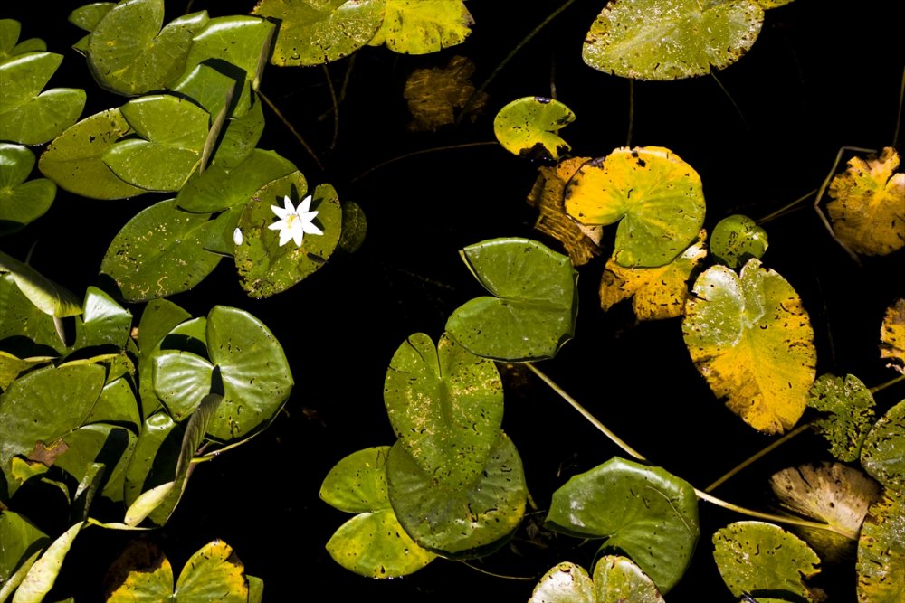 Eşsiz Güzelliğe Sahip Nilüferler Suda Görsel Şölen Sunuyor