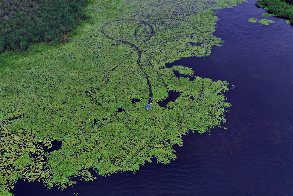 Eşsiz Güzelliğe Sahip Nilüferler Suda Görsel Şölen Sunuyor