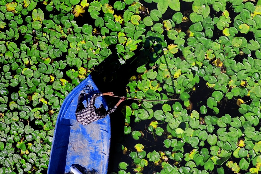 Eşsiz Güzelliğe Sahip Nilüferler Suda Görsel Şölen Sunuyor