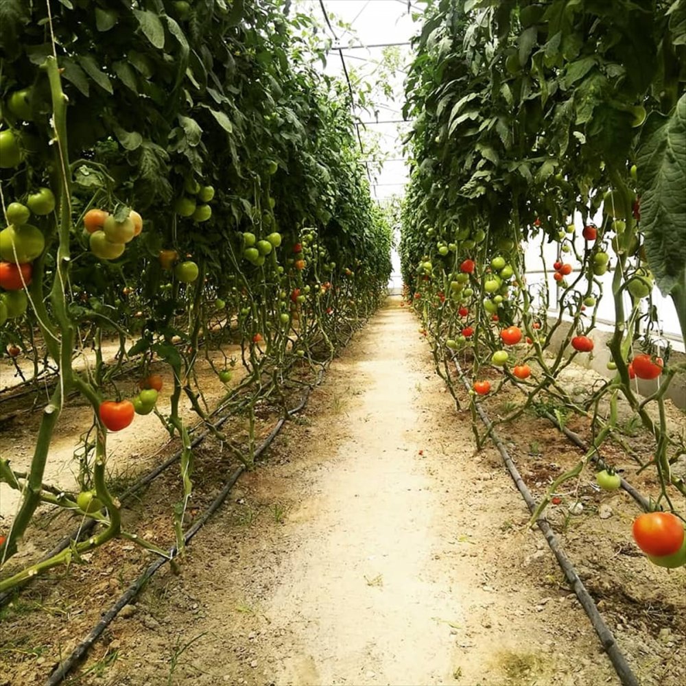 Karapınar'da Sera Alanlarında İnceleme